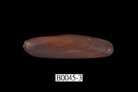 藏品(黑石蜊(光石蟶))的圖片